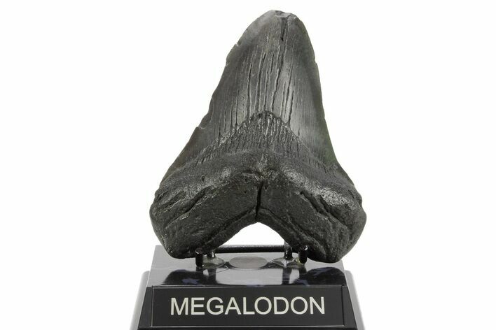 Fossil Megalodon Tooth - South Carolina #374681